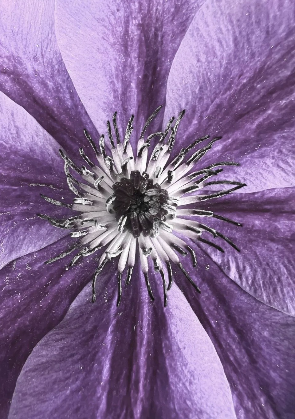 Eye of Clematis. 

Printed on high quality poster paper with a matt finish. 
All prints come framed in a frameless frame and are signed by the artist and are printed and made to order. 
Genuine Swarovski crystals can also be added to give each piece an added sparkle. 

All images are copyrighted. The use of reprinting of any image from this site is prohibited unless prior written permission from the artist is obtained.